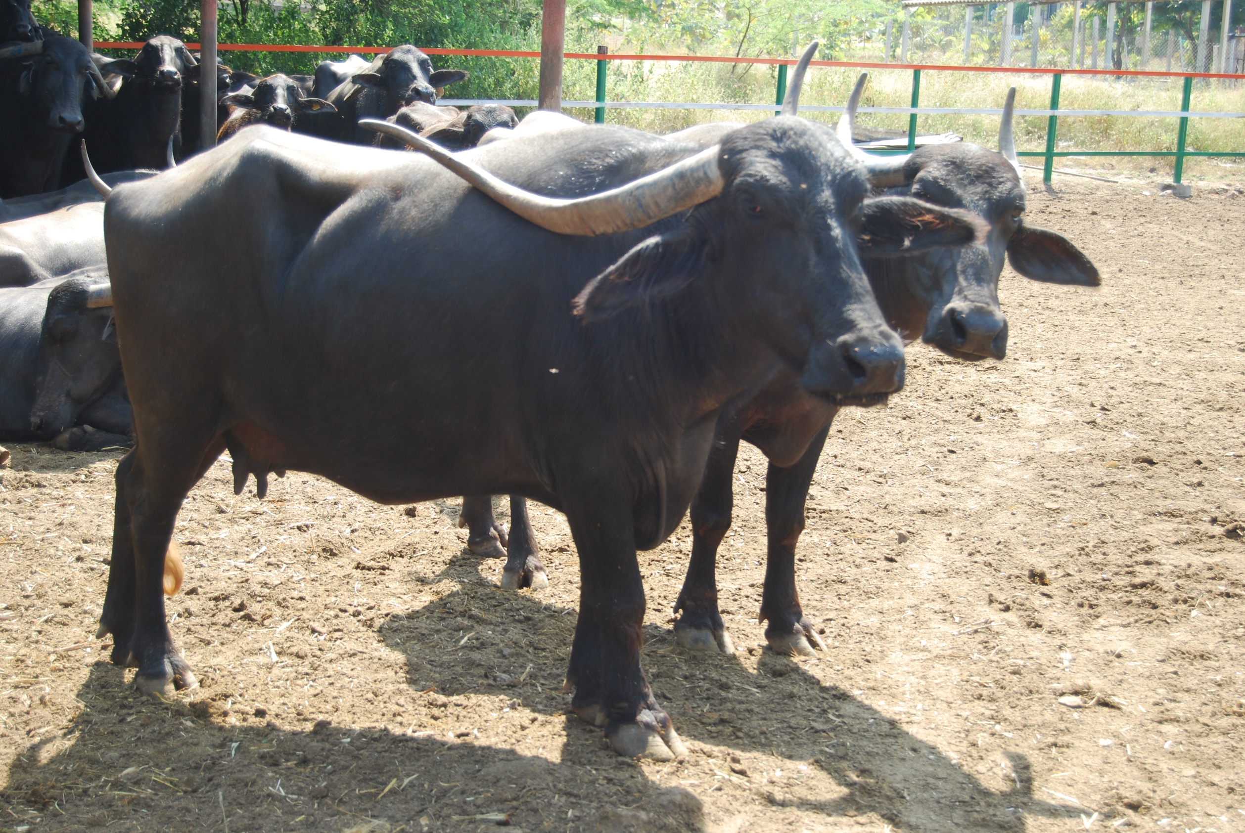 Pandharpuri buffalo LRDTC KNPVC 2